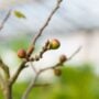 Fig Tree – #15 Container